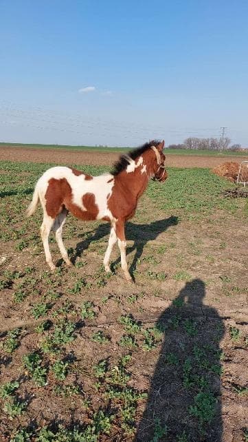 Prodám hřebečka 75 procent APH