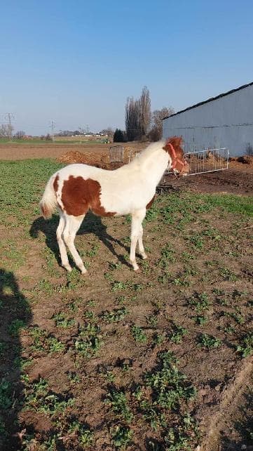 Prodám strakatou kobylku poloviční APH