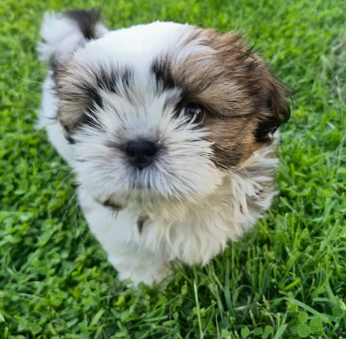 🐾 Top Shih-Tzu s PP 🐾