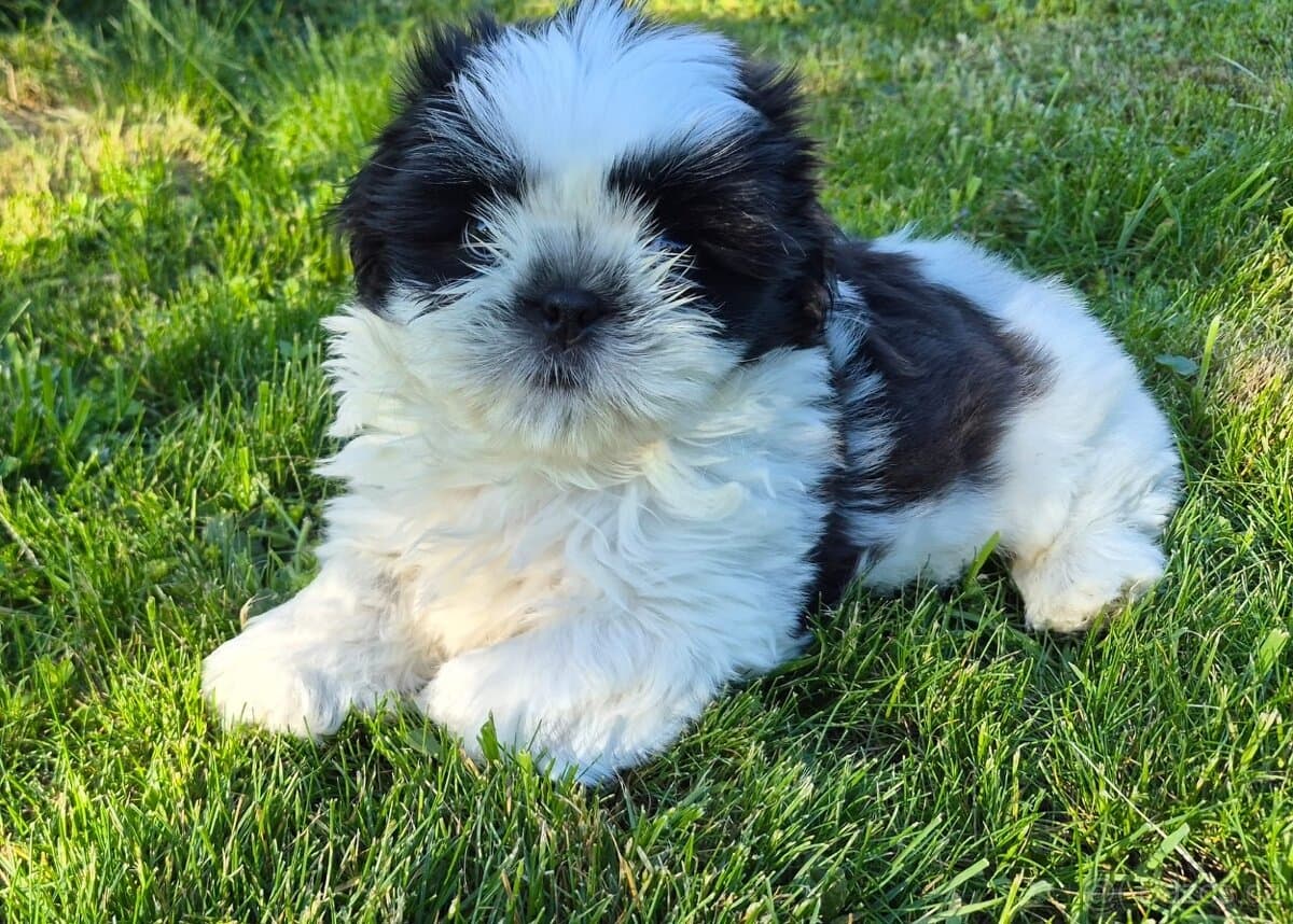 🐾 Top Shih-Tzu s PP 🐾