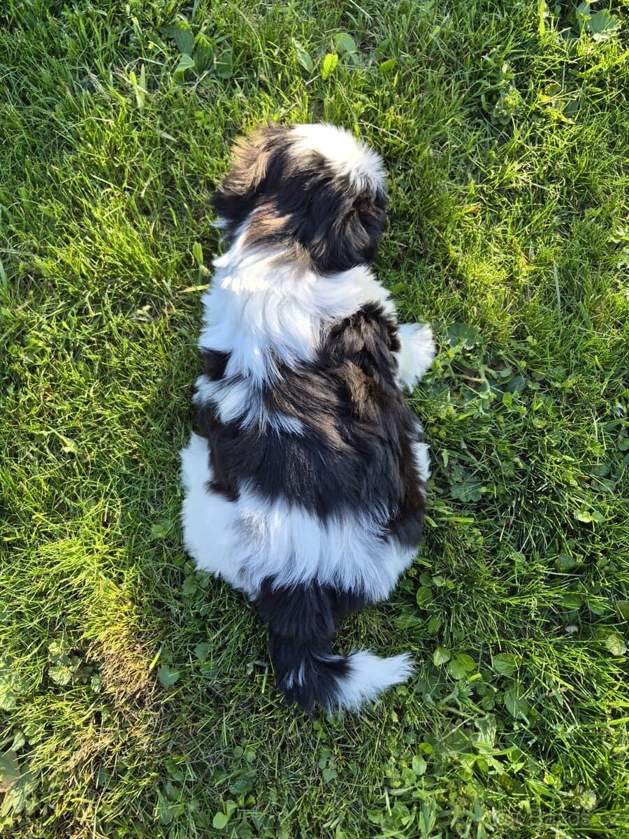 🐾 Top Shih-Tzu s PP 🐾