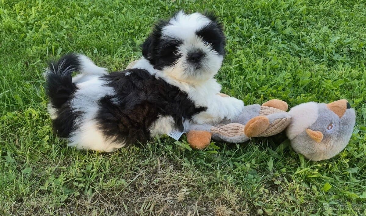 🐾 Top Shih-Tzu s PP 🐾