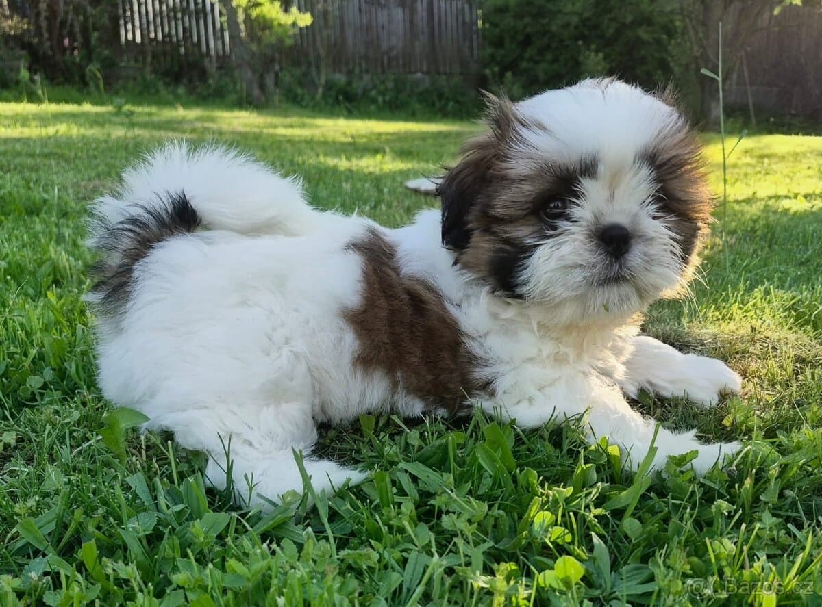 🐾 Top Shih-Tzu s PP 🐾