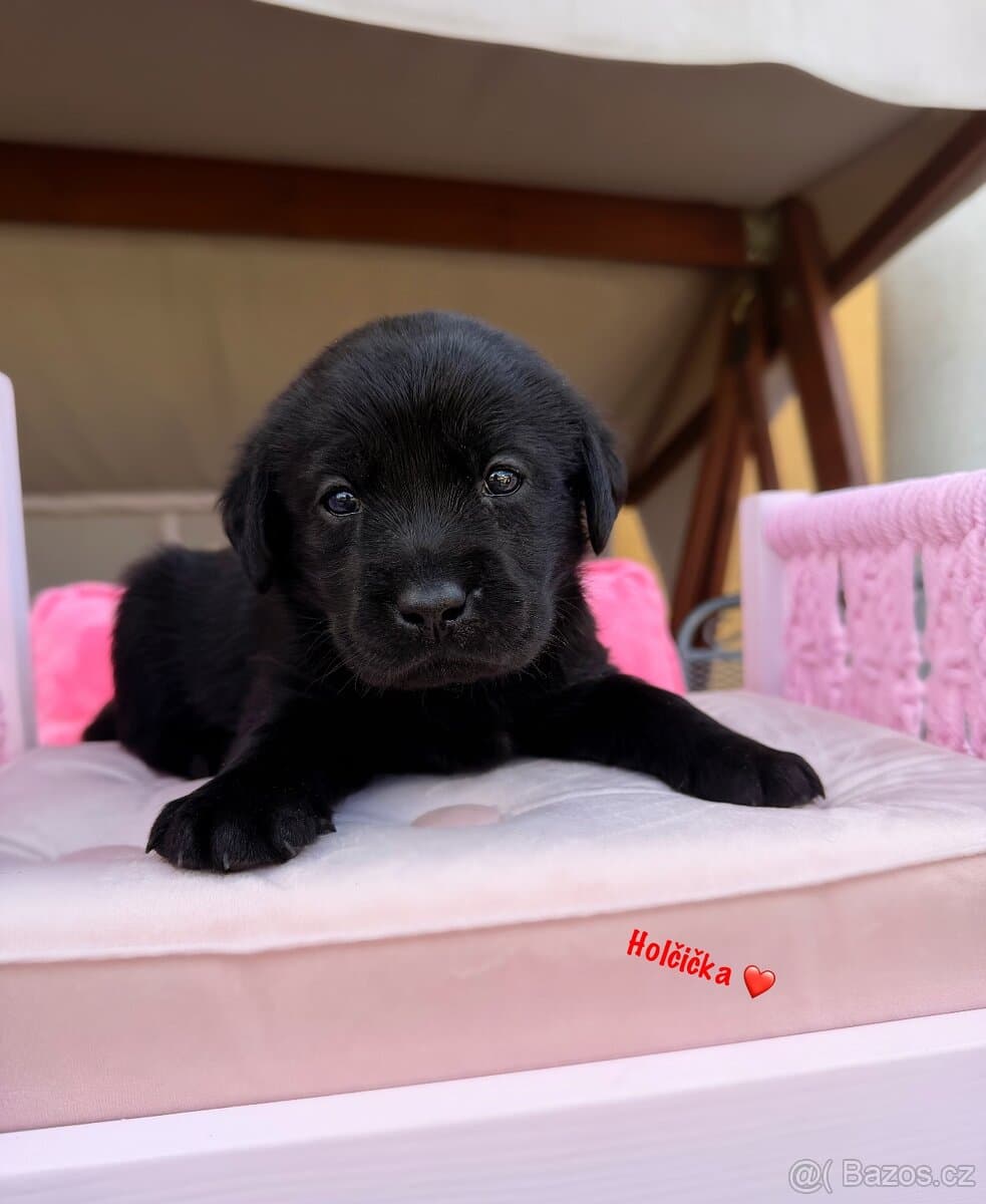 Labrador s PP