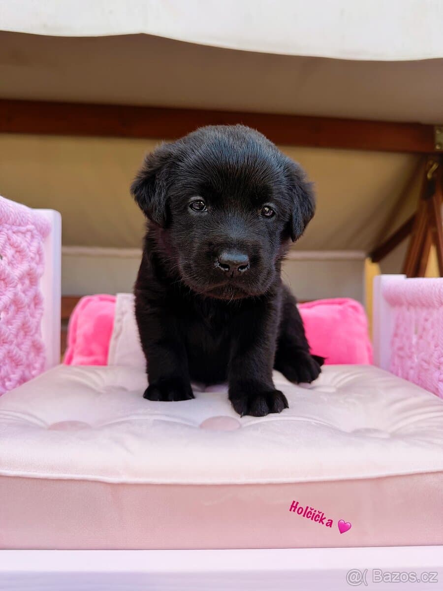 Labrador s PP