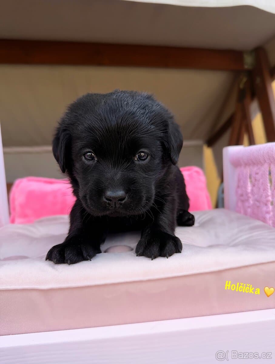 Labrador s PP