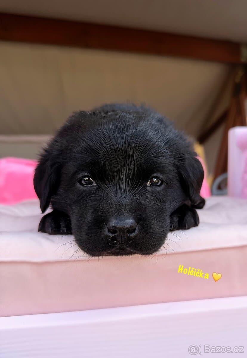 REZERVACE Labradorský Retriever s PP