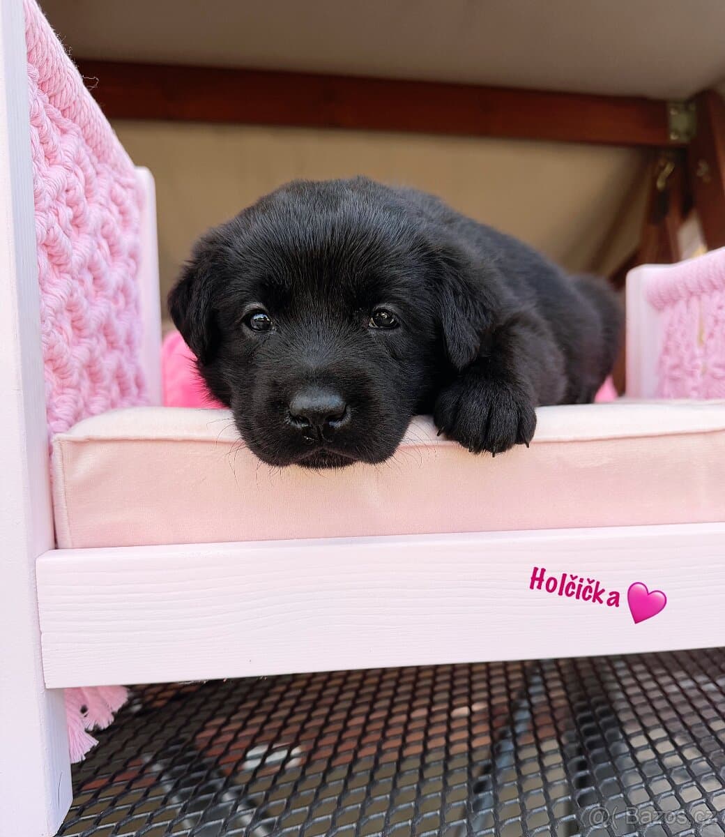 REZERVACE Labradorský Retriever s PP