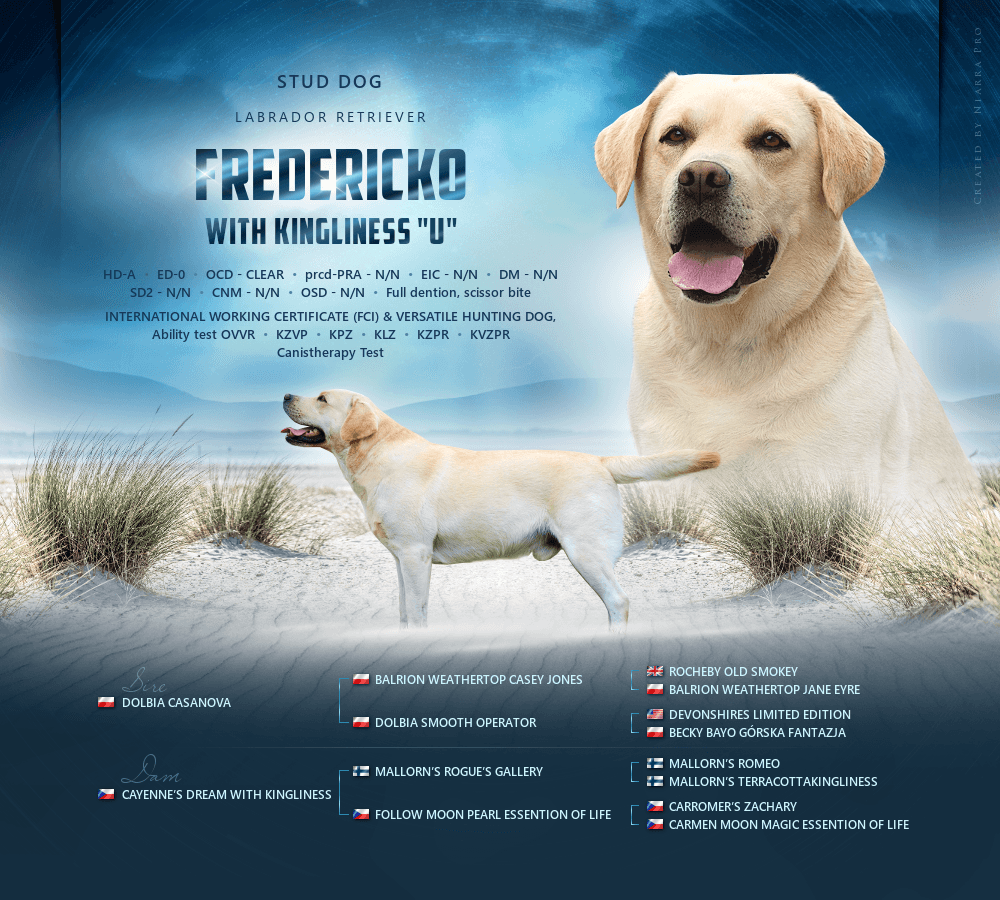 Krytí Labradorský Retriever s PP