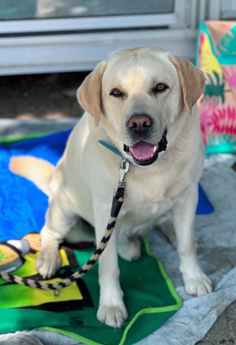 Krytí Labradorský Retriever s PP