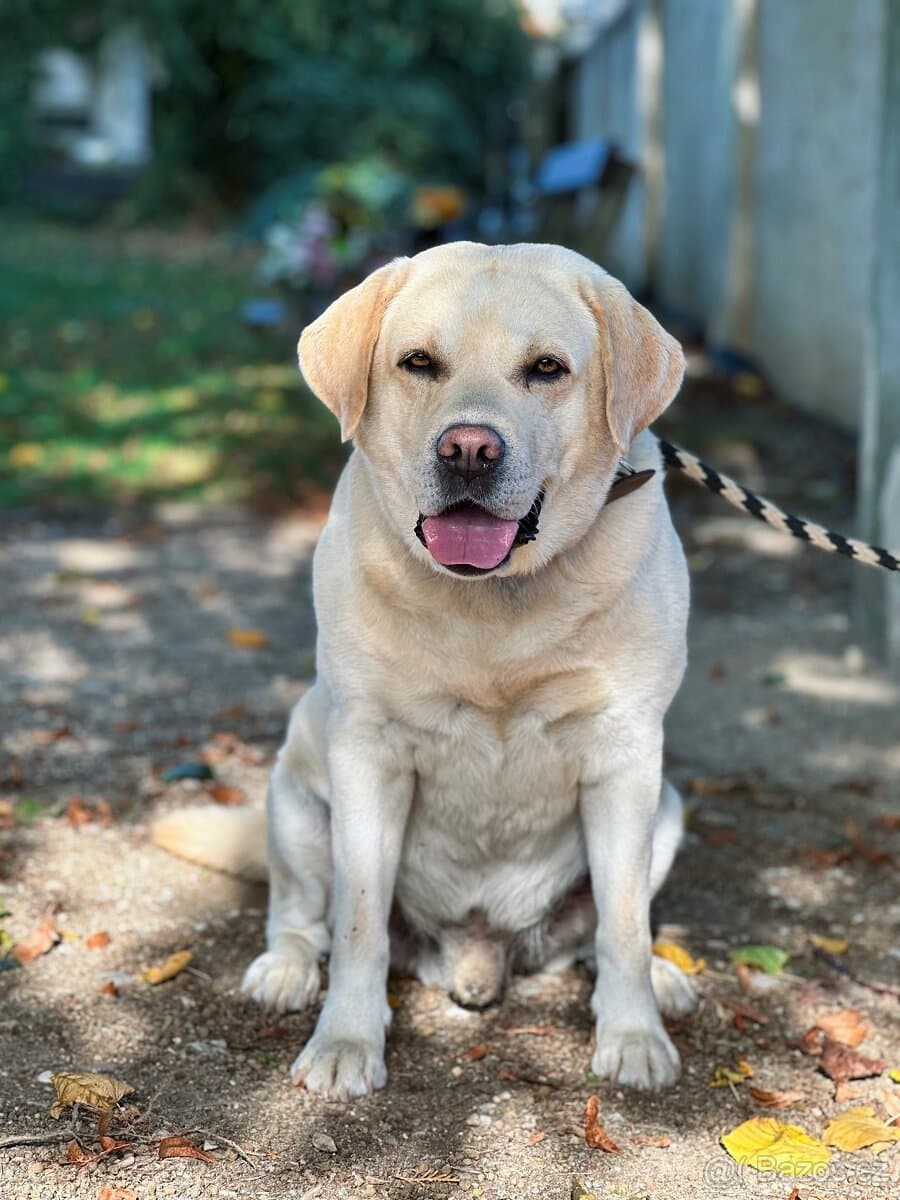 Krytí Labradorský Retriever s PP