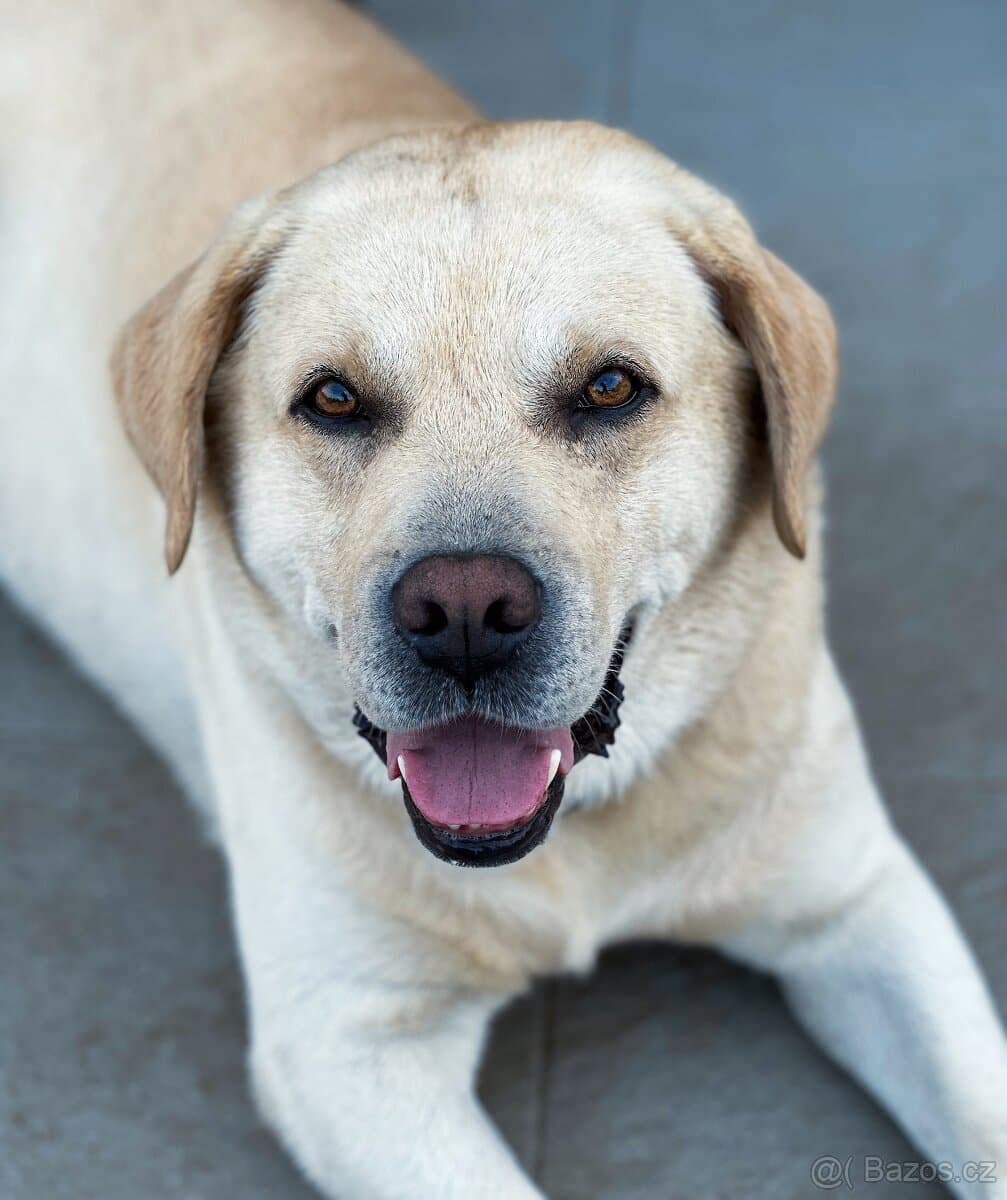 Krytí Labradorský Retriever s PP