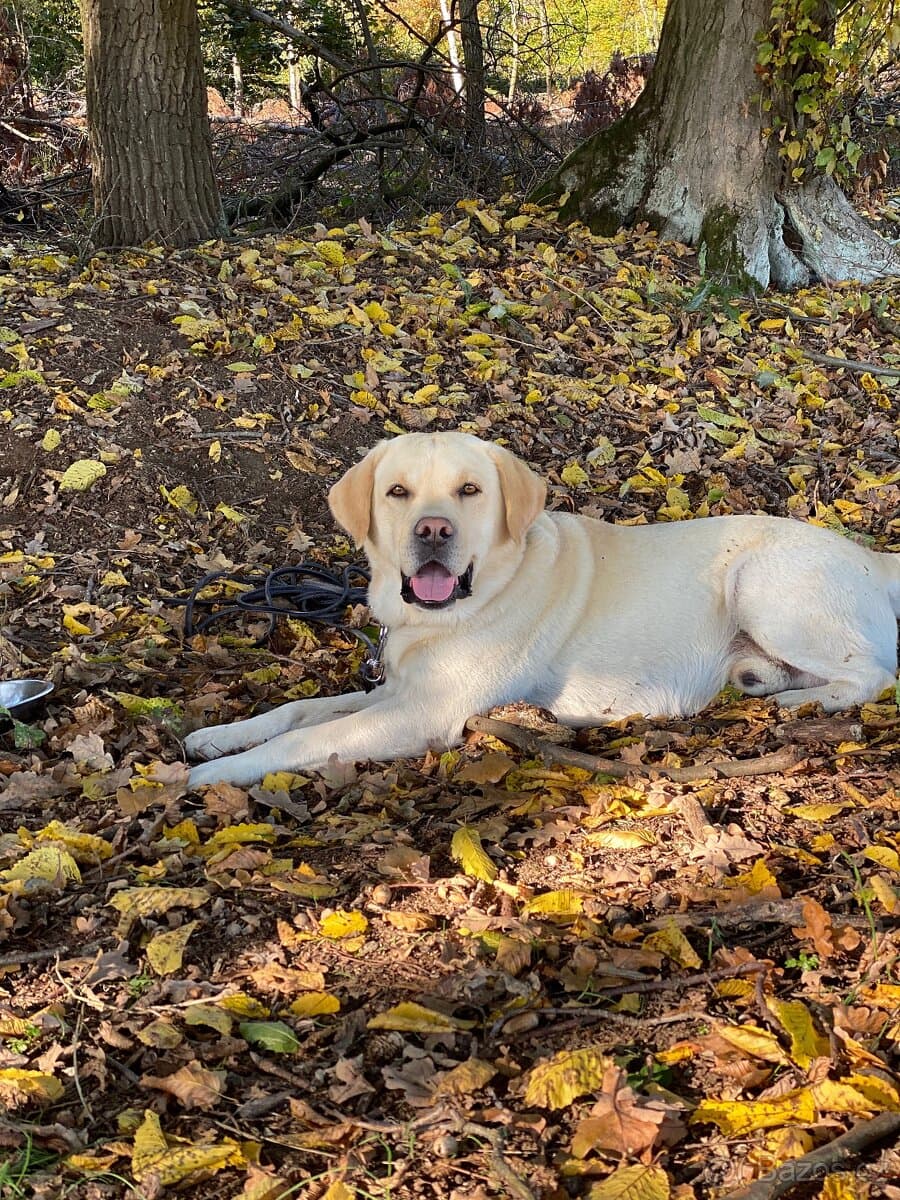 Krytí Labradorský Retriever s PP