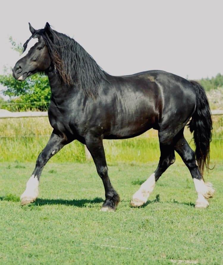 Koně od 50 tis. - Welsh Cob