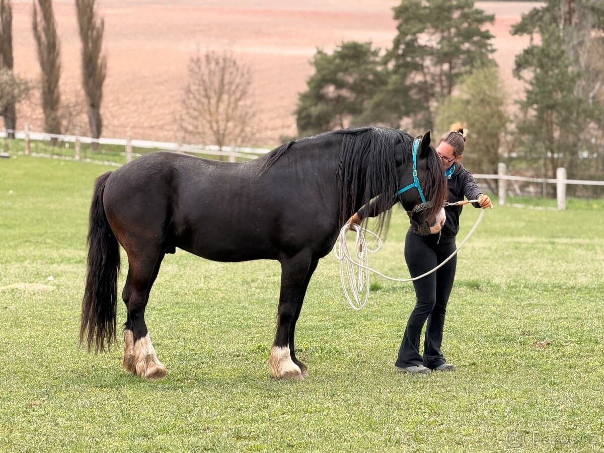 Koně od 50 tis. - Welsh Cob
