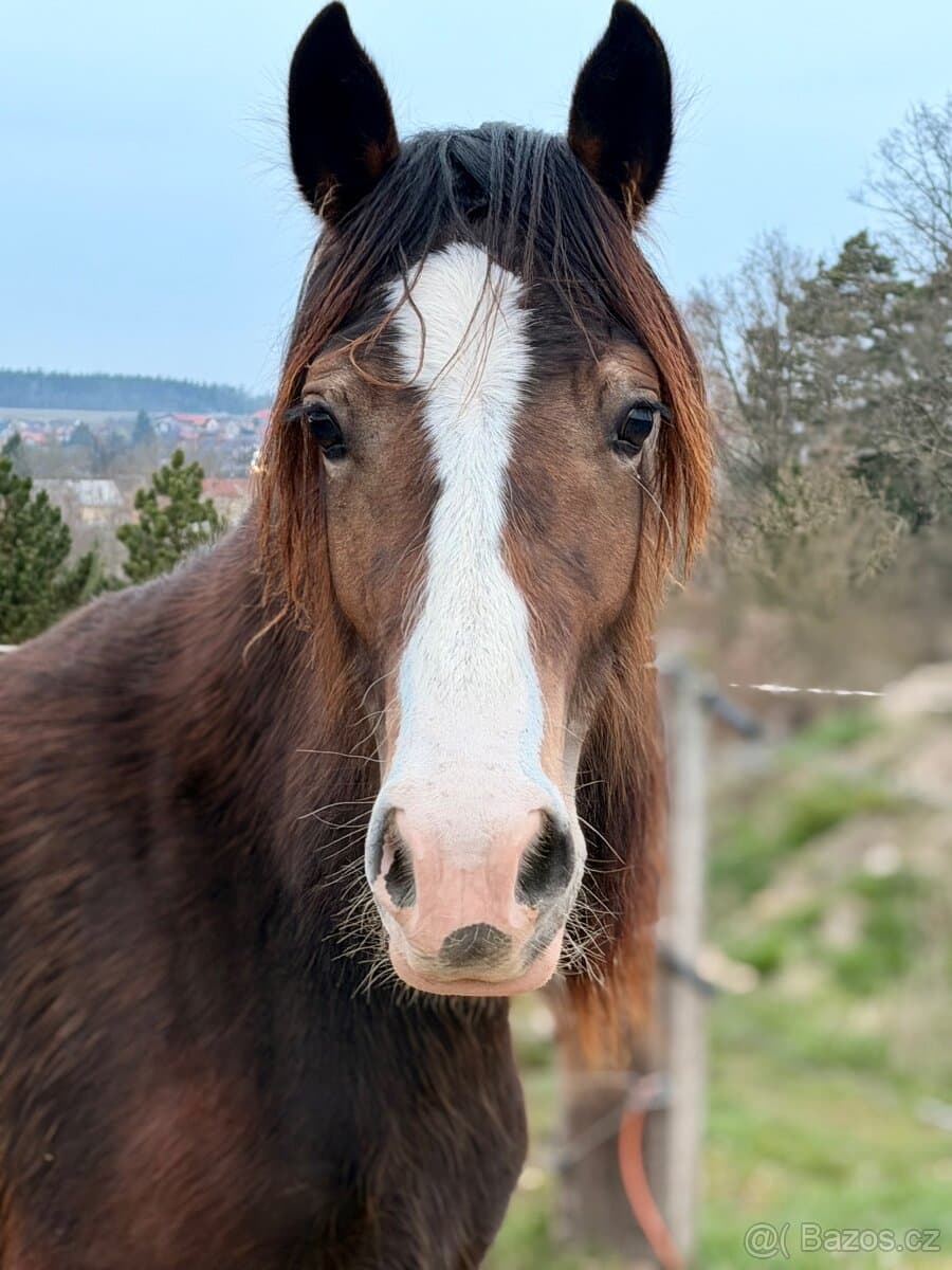 Koně od 50 tis. - Welsh Cob