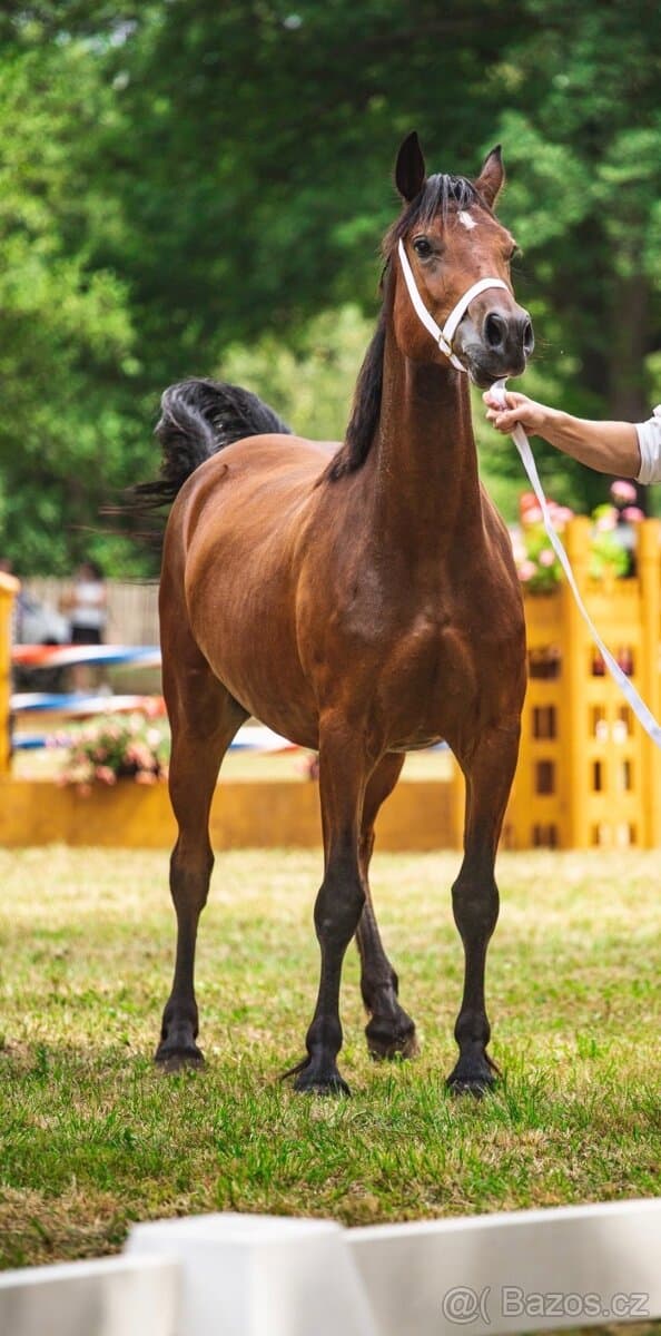 Koně od 50 tis. - Welsh Cob