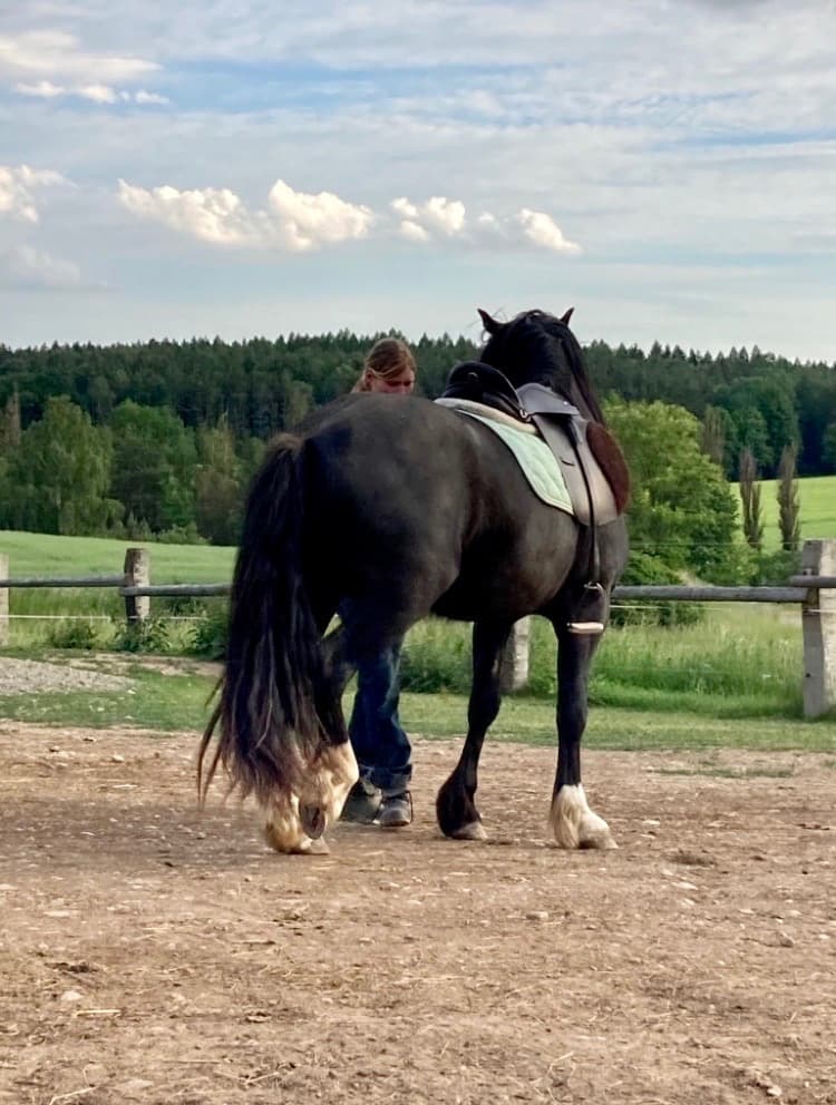 Plemenný hřebec - Welsh Cob D