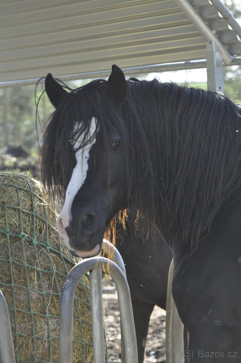 Plemenný hřebec - Welsh Cob D