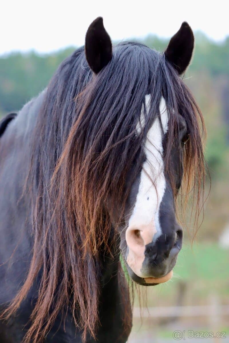 Plemenný hřebec - Welsh Cob D
