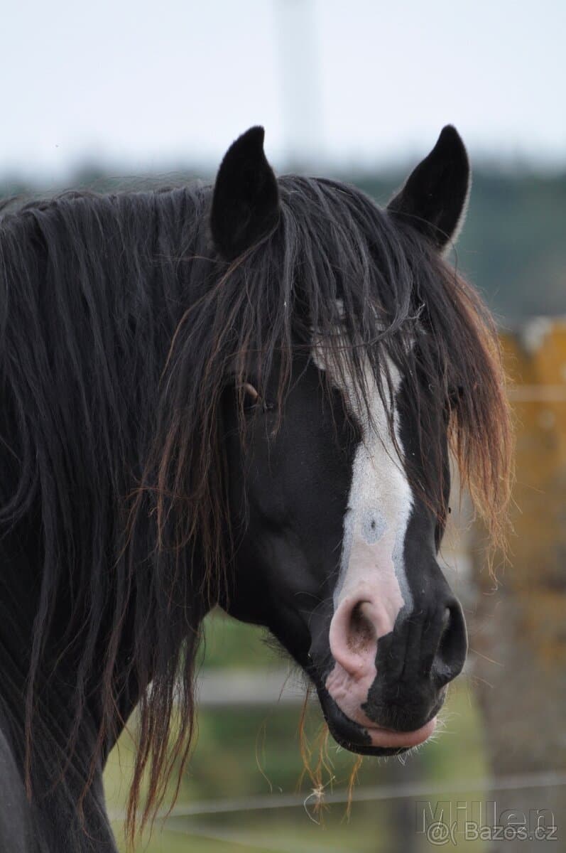 Plemenný hřebec - Welsh Cob D
