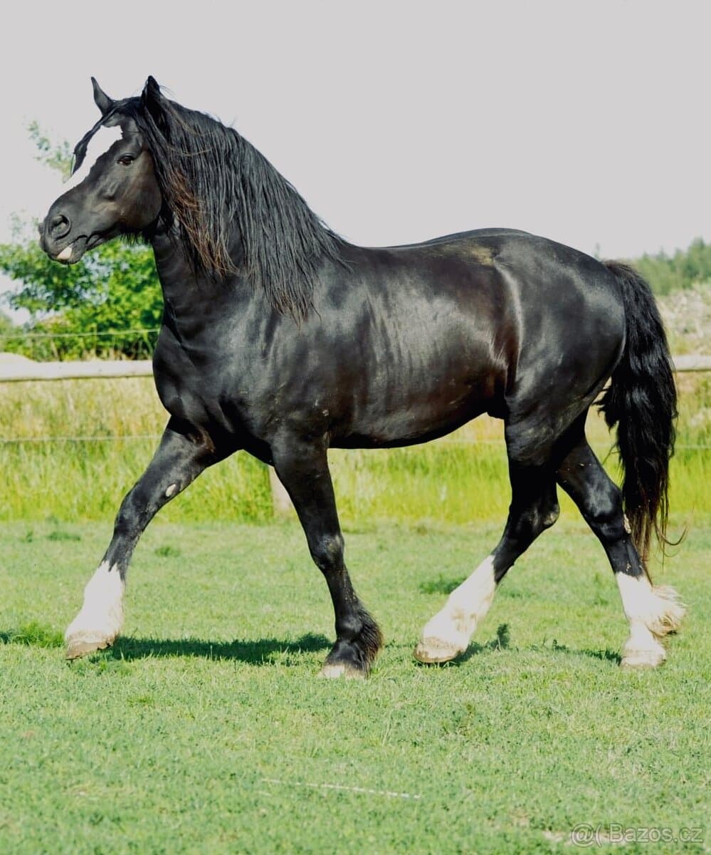 Plemenný hřebec - Welsh Cob D