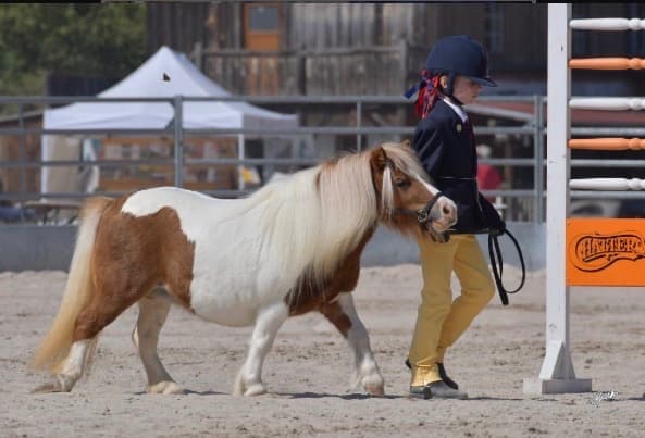 Top mini Shetland klisna