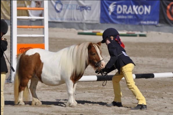 Top mini Shetland klisna