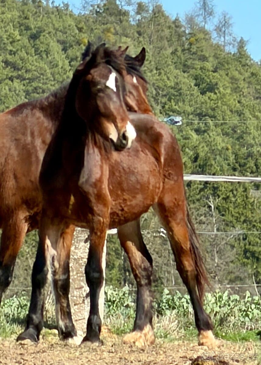 Welsh Cob Valach 2 roky