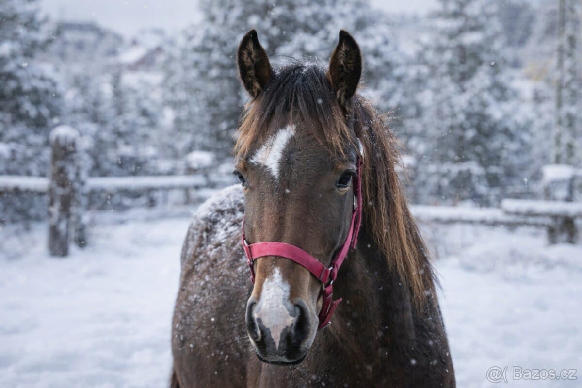 Welsh Cob Valach 2 roky