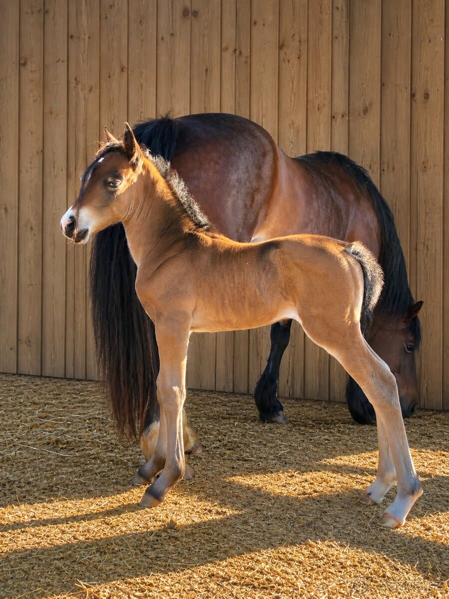 Welsh Cob Valach 2 roky