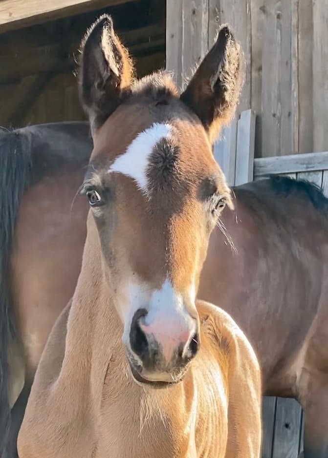 Welsh Cob Valach 2 roky