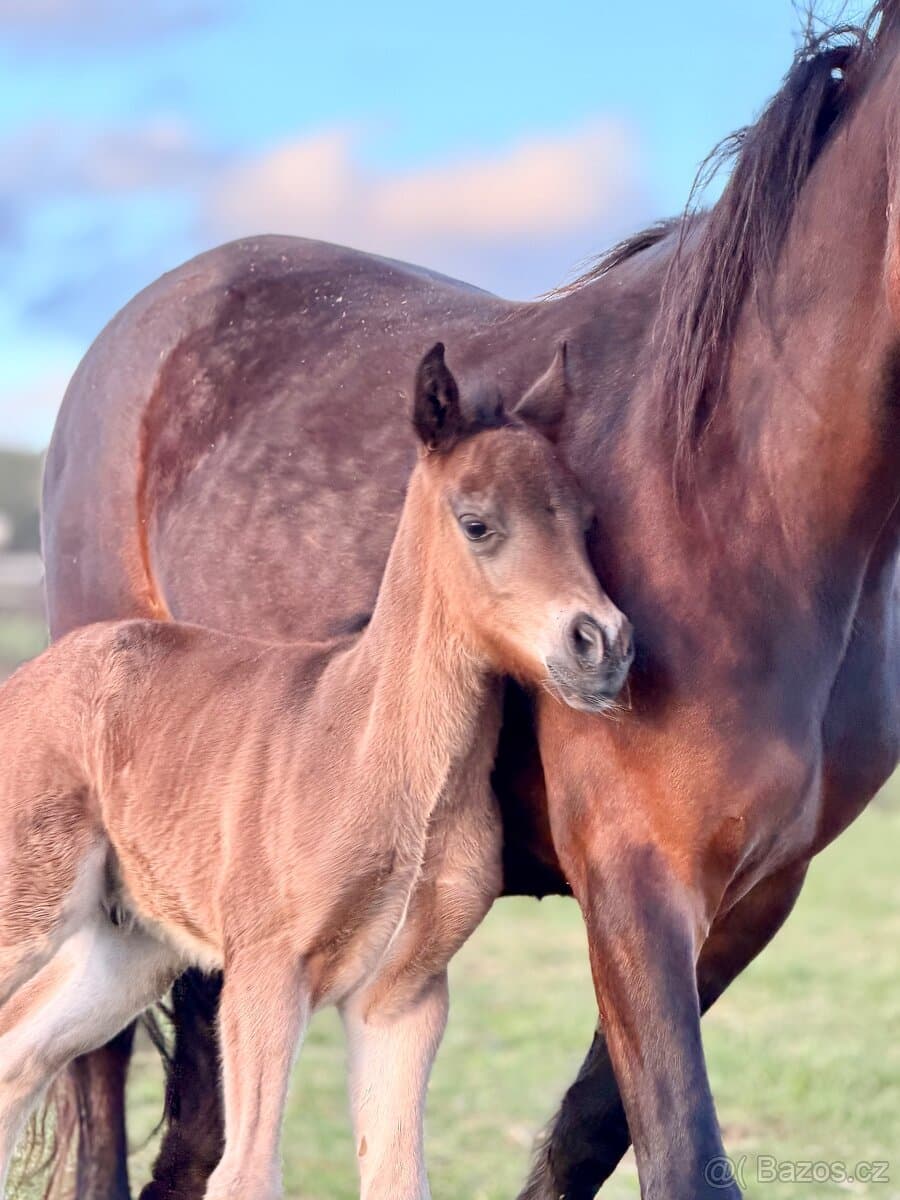 Hřebeček Welsh Cob - D