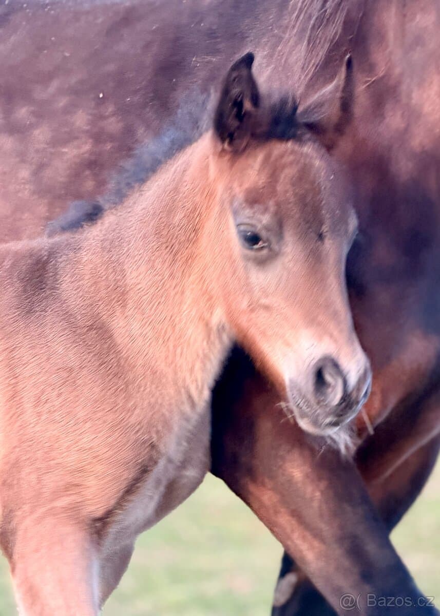 Hřebeček Welsh Cob - D