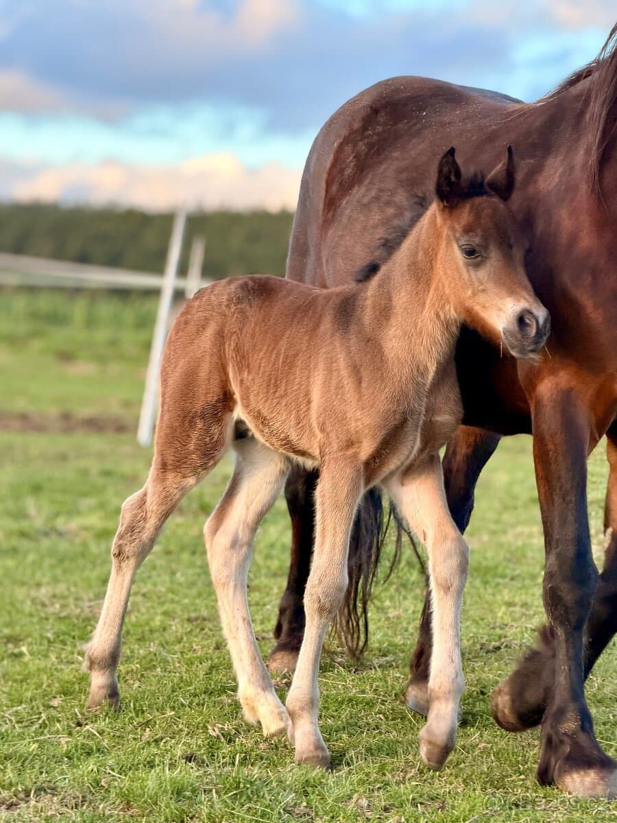 Hřebeček Welsh Cob - D