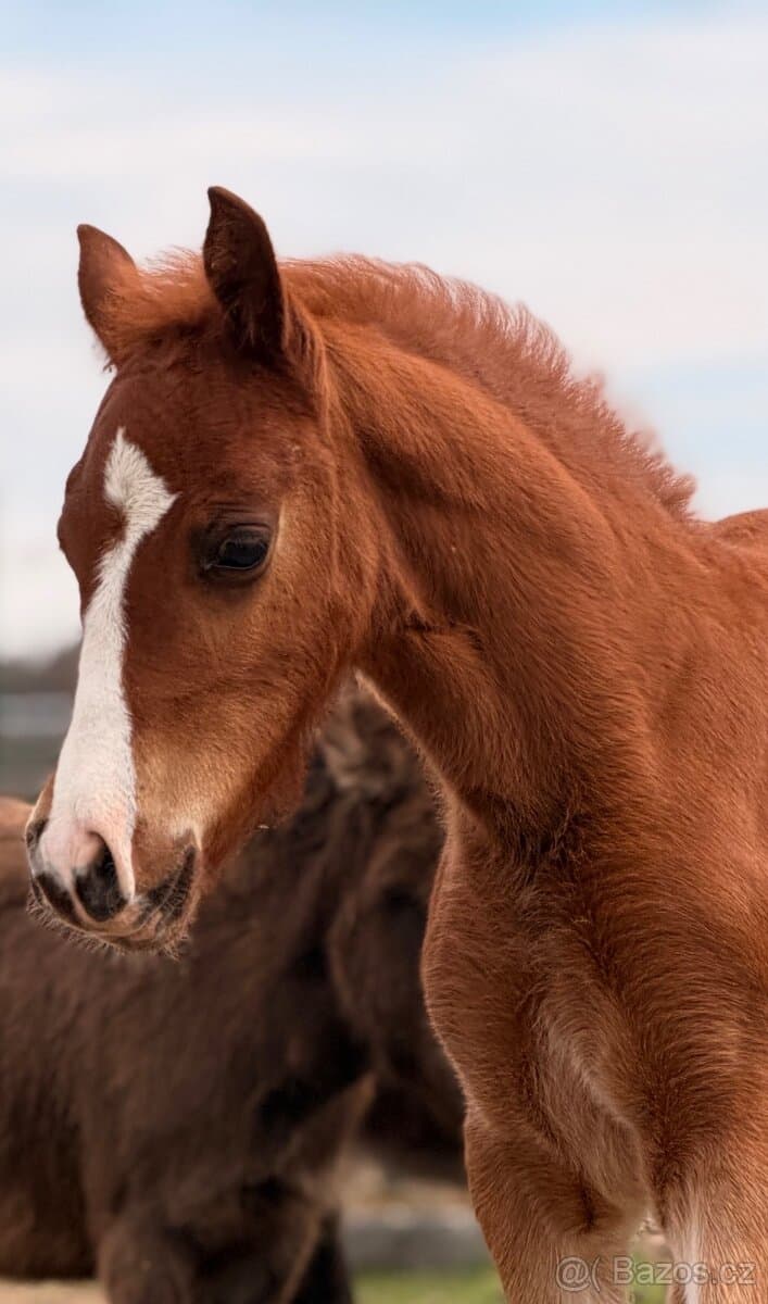 Hřebeček Welsh Cob D