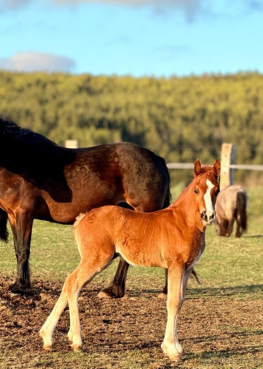 Hřebeček Welsh Cob D