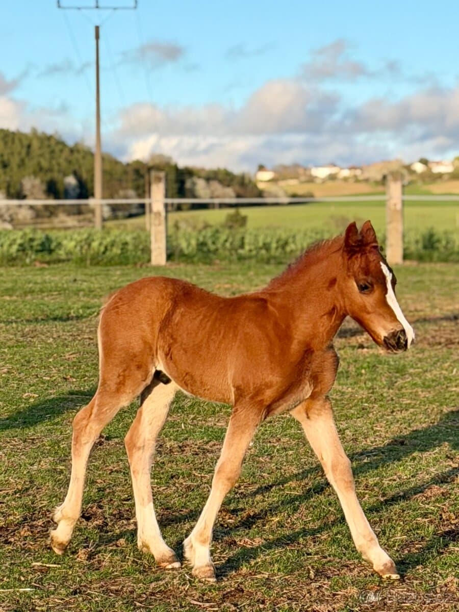 Hřebeček Welsh Cob D