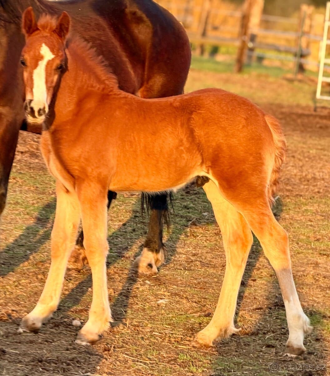 Hřebeček Welsh Cob D