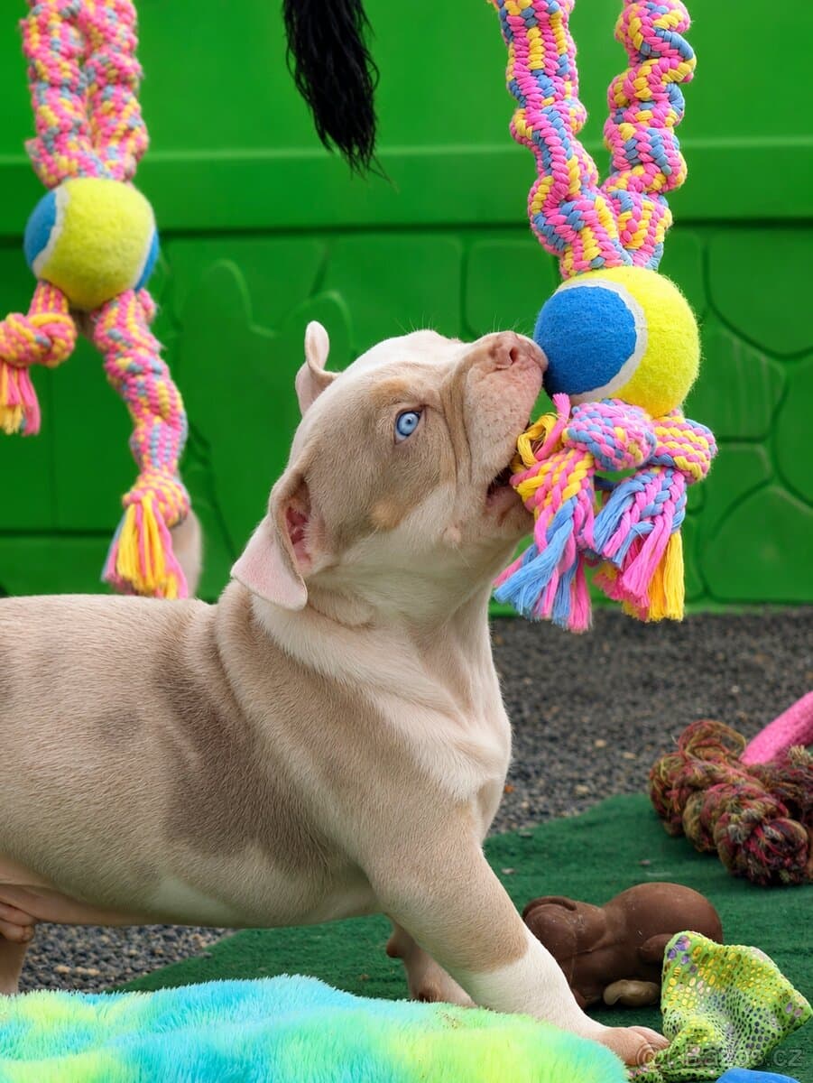 American Bully XXL / XL Merle Tricolor
