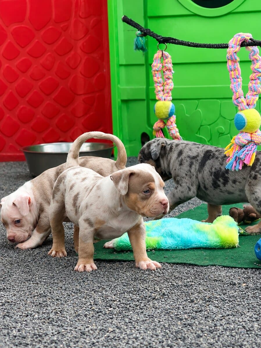 American Bully XXL / XL Merle Tricolor