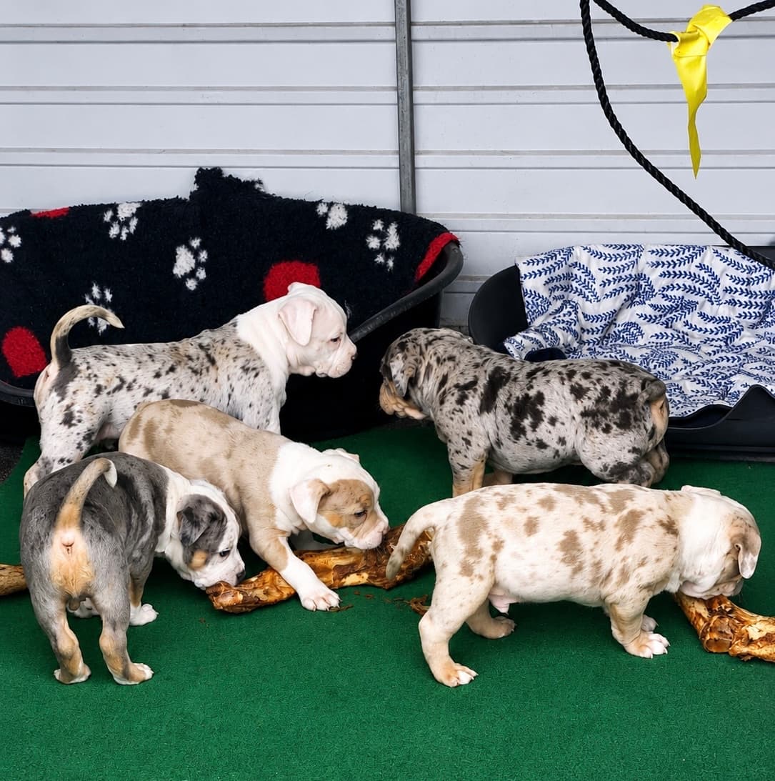 American Bully XXL / XL Merle Tricolor