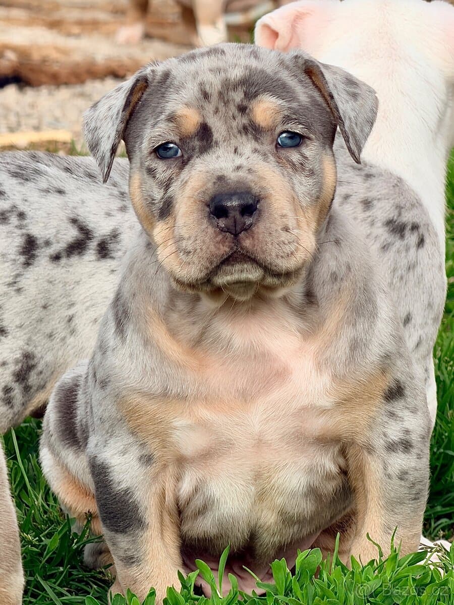 American Bully XXL / XL Merle Tricolor