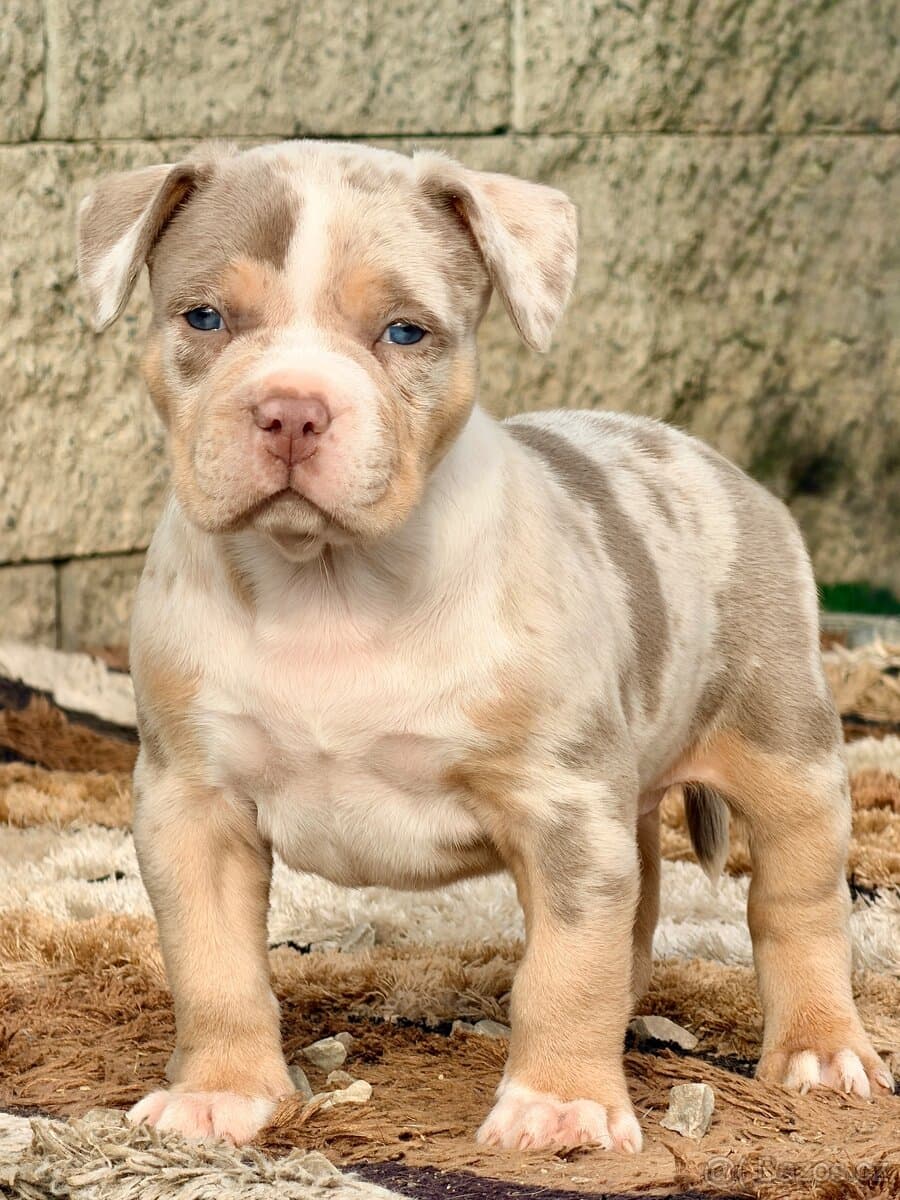 American Bully XXL / XL Merle Tricolor