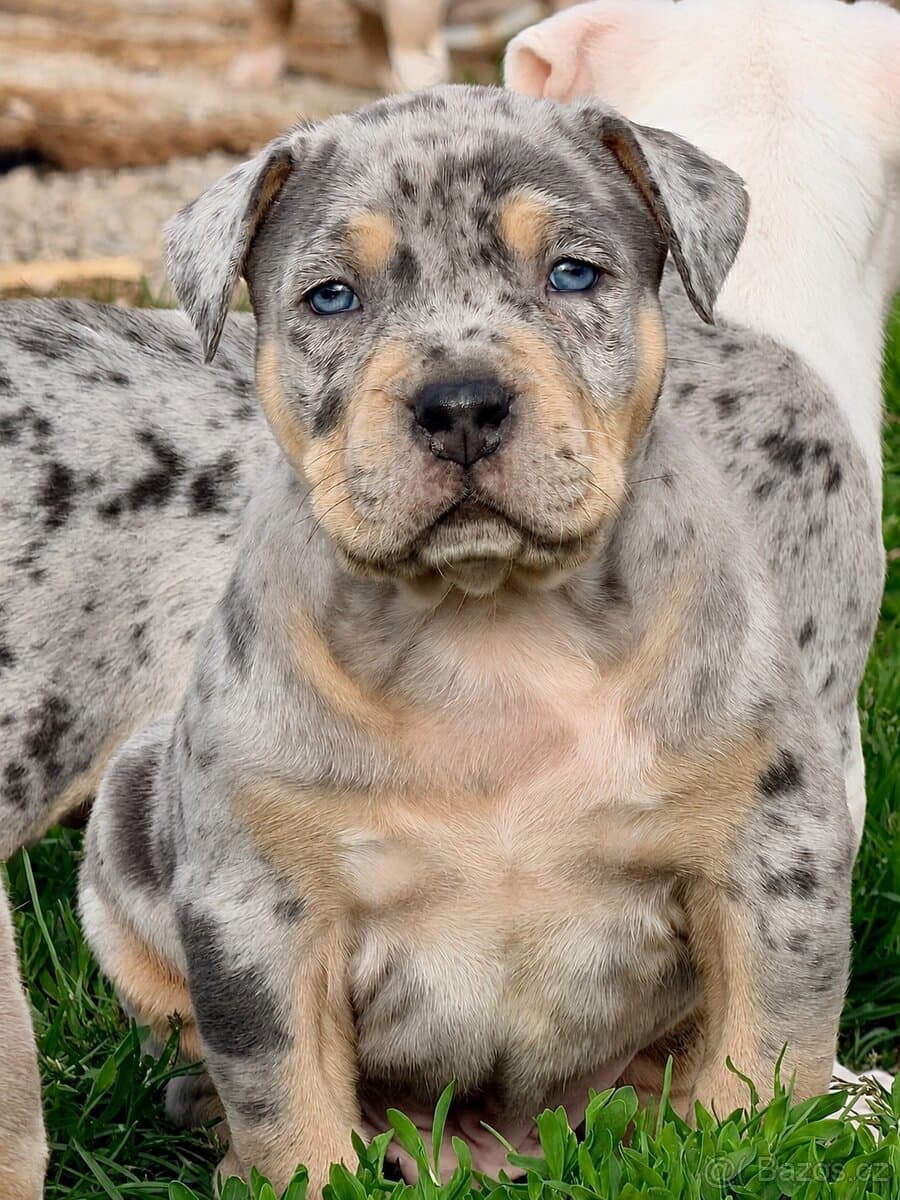 American Bully