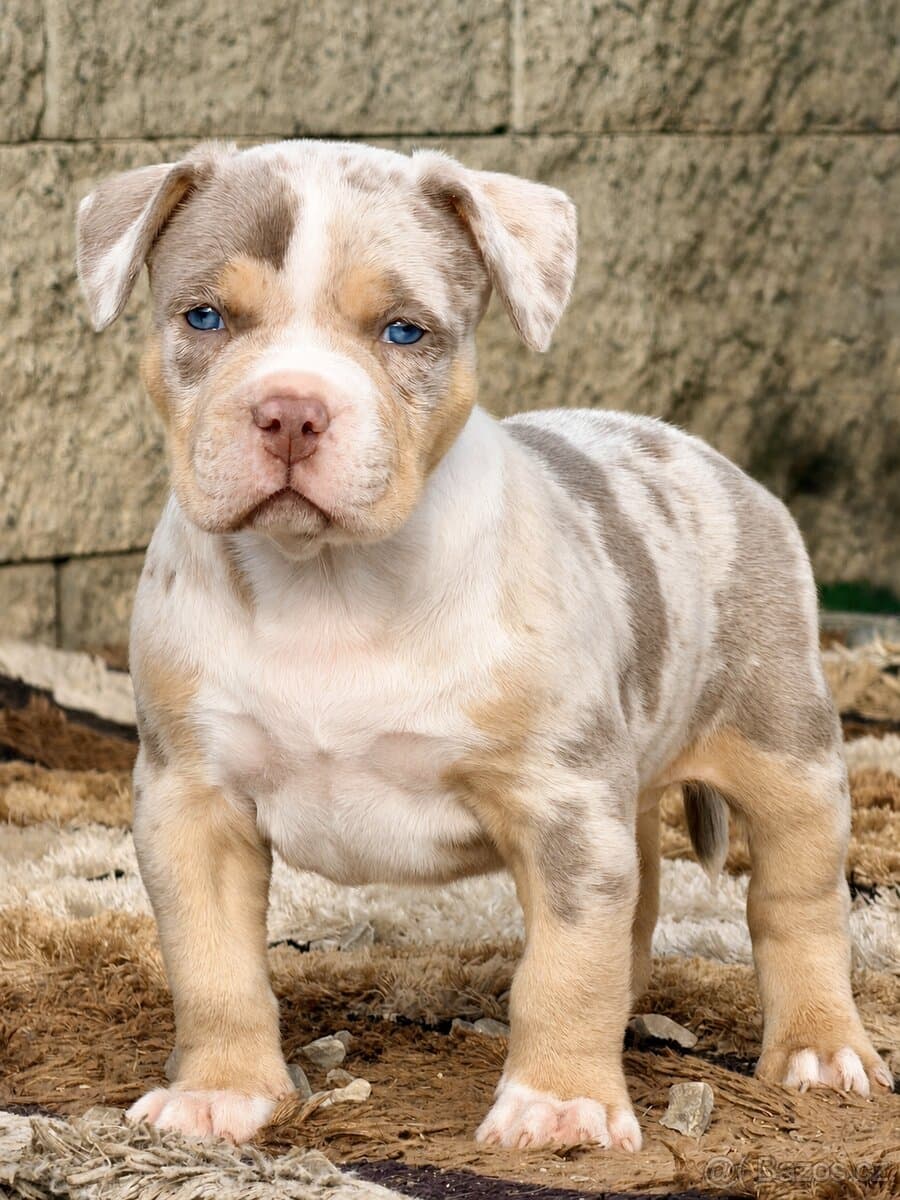 American Bully