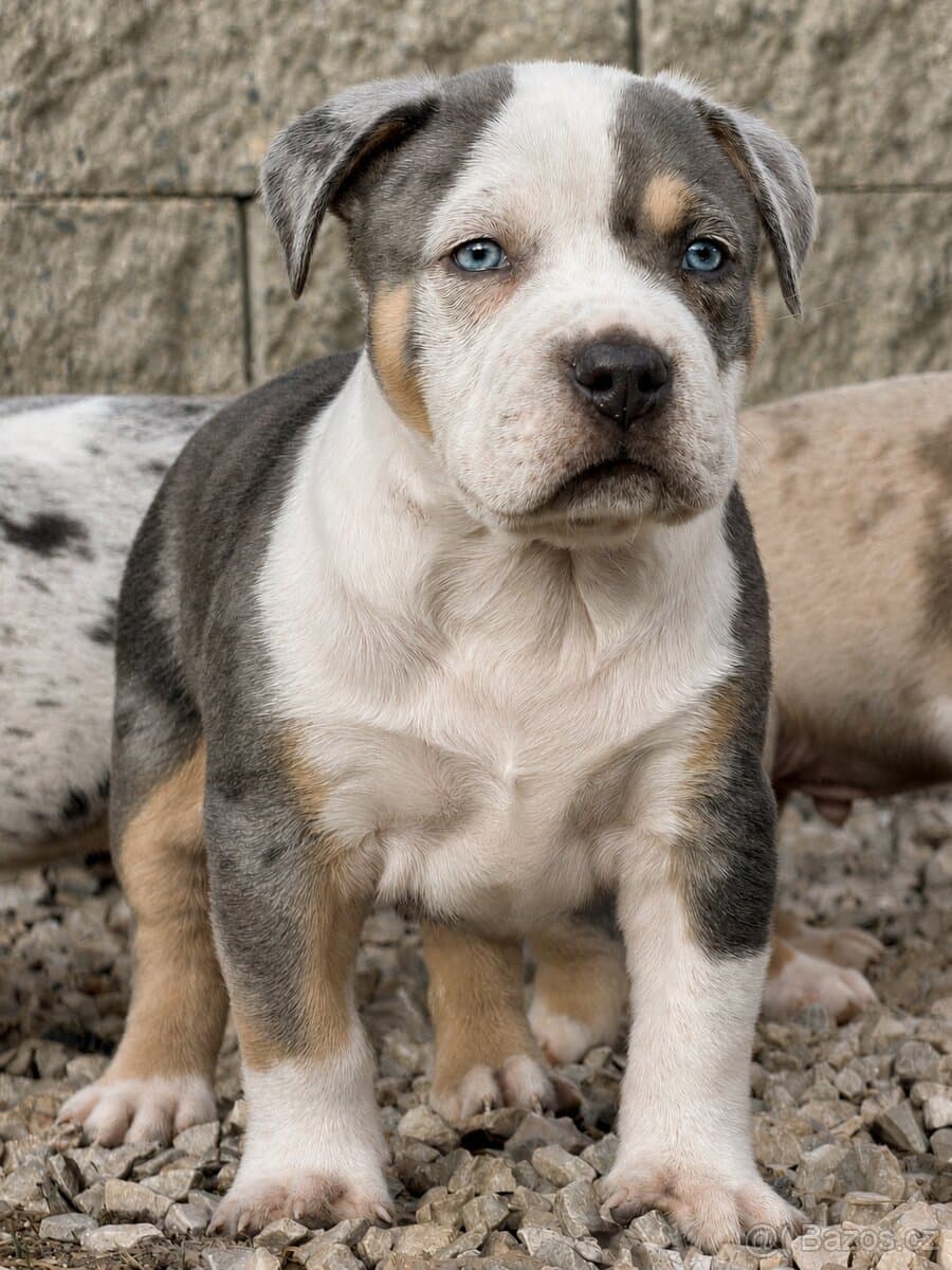 American Bully