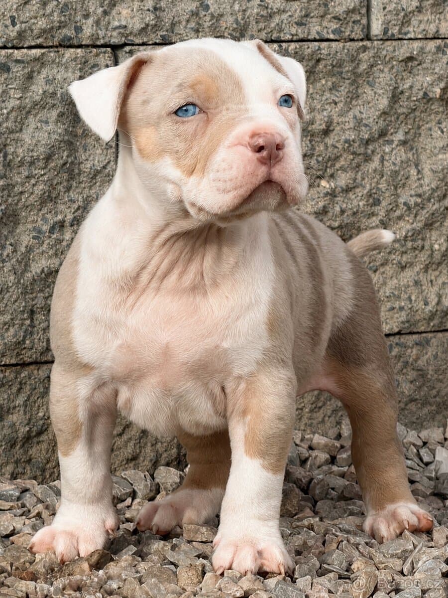 American Bully