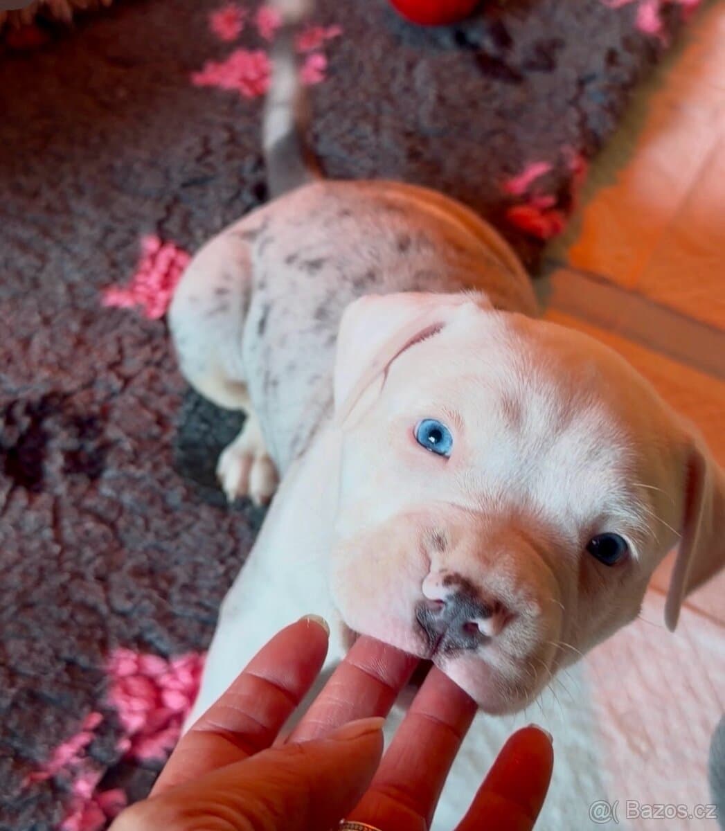 American Bully