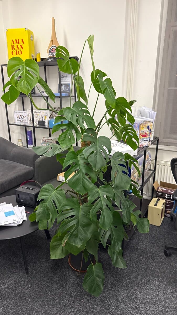 Velká monstera